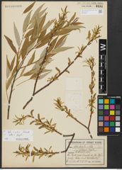 Foto von Salix alba L. x Salix fragilis L.